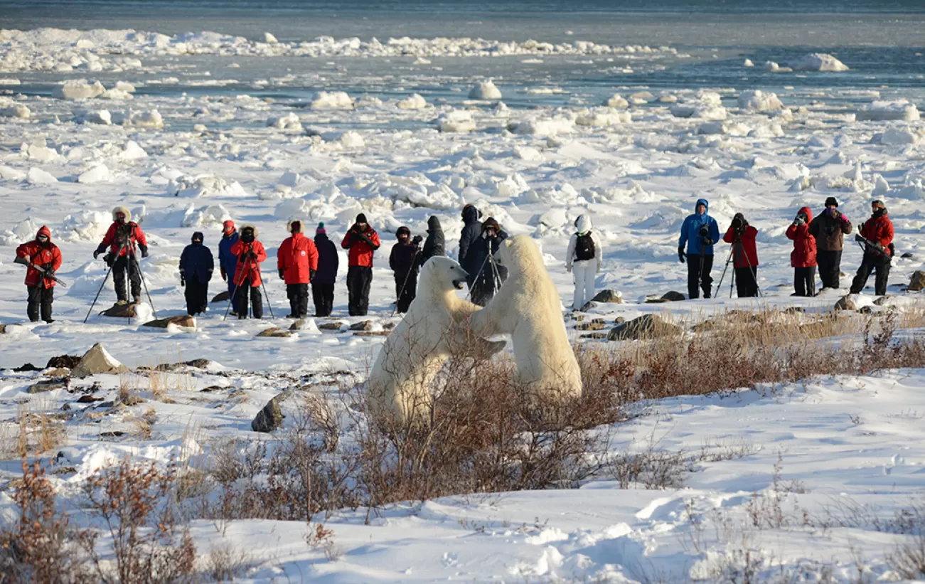 Polar Bear viewing in the lodge