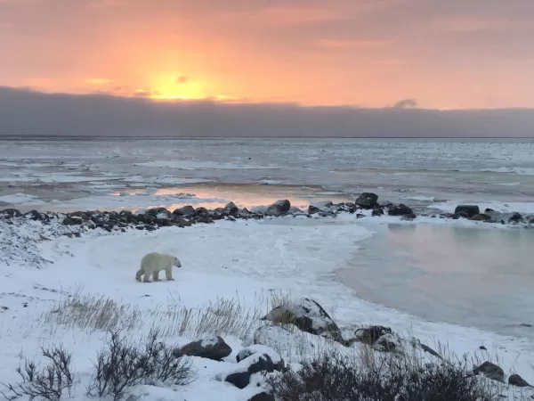 Polar bear in Seal River Lodge