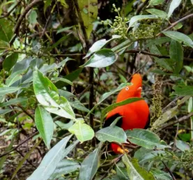 Peru's national bird