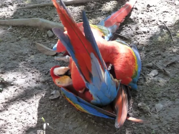 Squabbling scarlet macaws