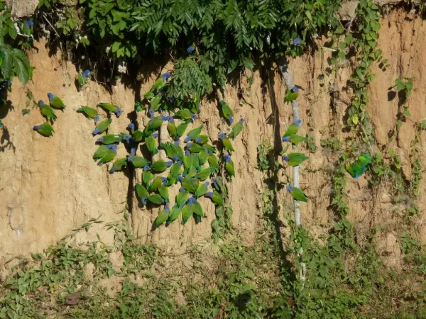 Those blue-headed parrots sure love clay