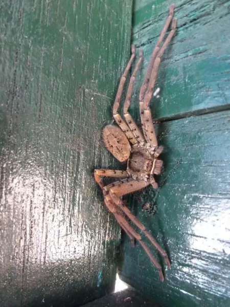 the huge spider right over my head in the dugout canoe