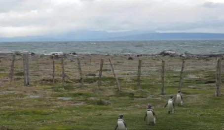 A troop of Humboldt Penguins - Chile