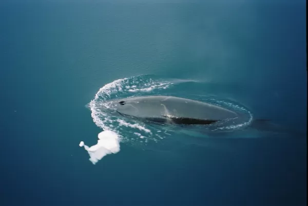 Whale breaching the Antarctic waters