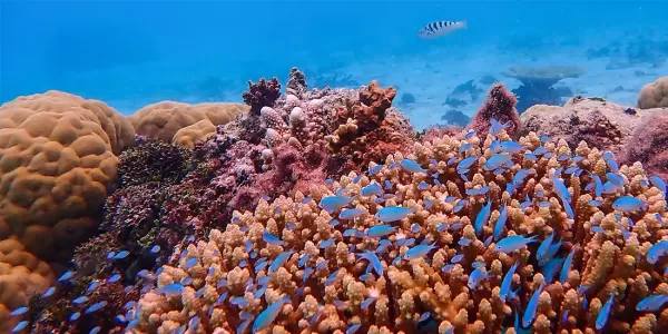 Incredible marine life
