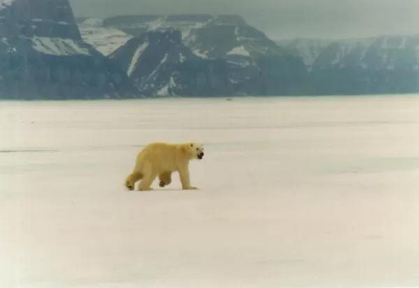 A polar bear runs across the Arctic landscape
