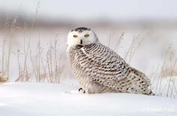 Sitting snowy Owl