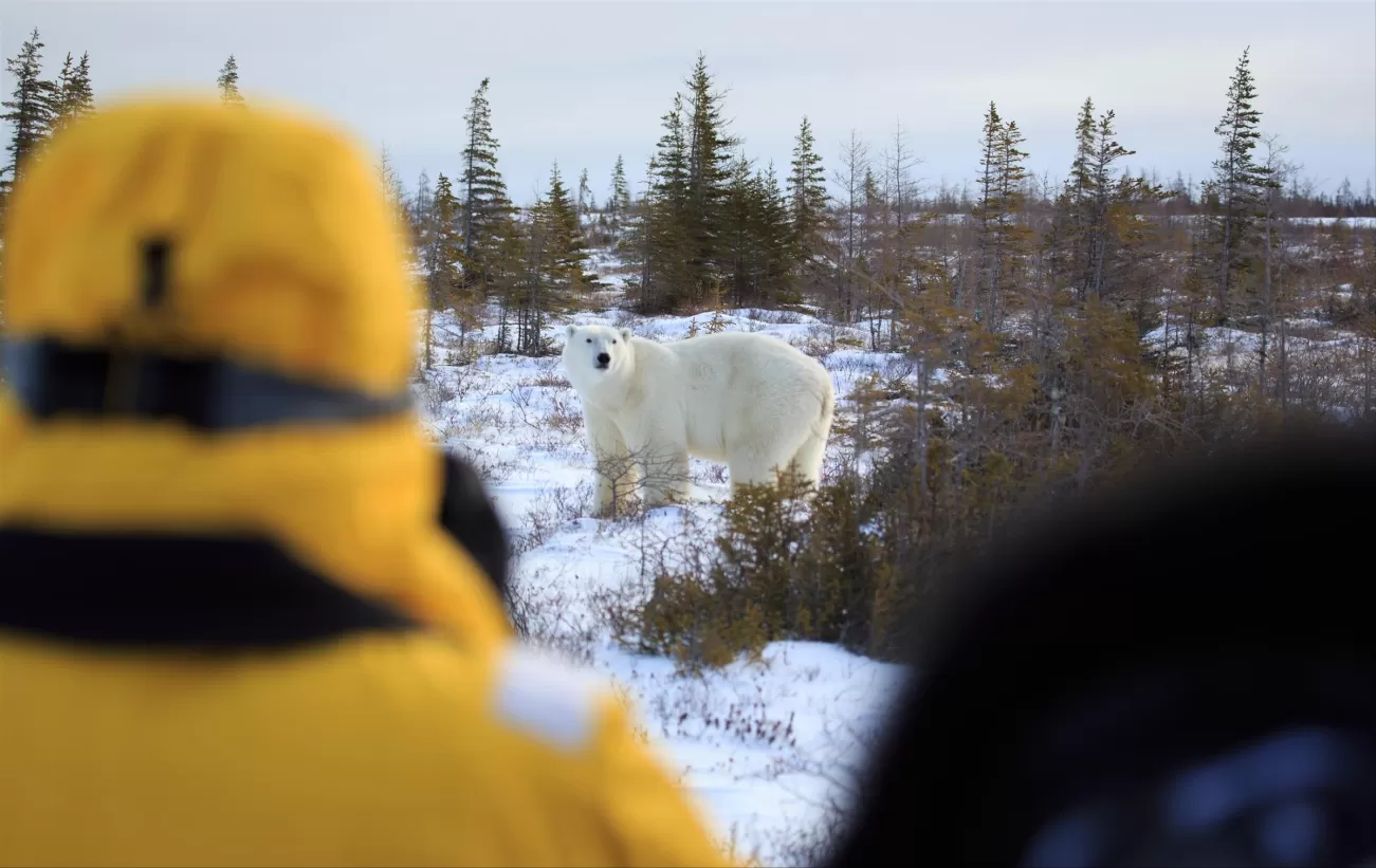 Polar bear viewing