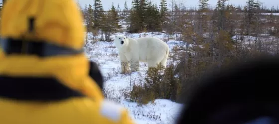 Polar bear viewing
