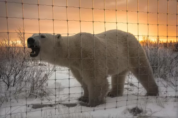 Polar bear at the fence