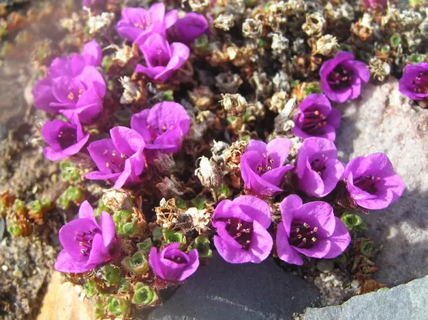 Colorful flora of the Arctic
