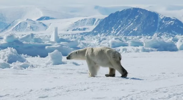 A polar bear scouting around