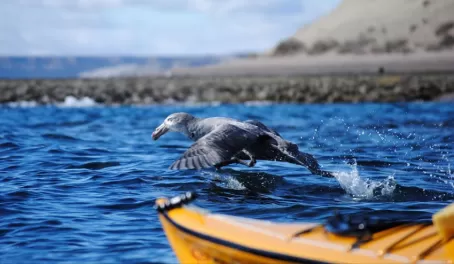 Kayaking with sea birds and whales off the coast of the Peninsula Valdes