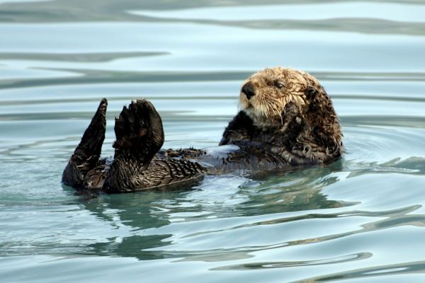 Sea otter spotting on an Alaska wildlife tour