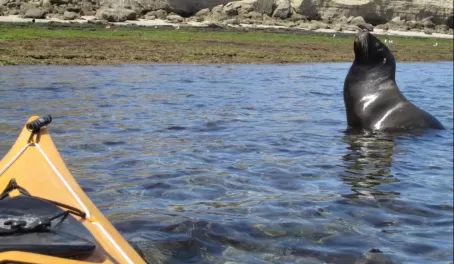 Observe sea lions and elephant seals up close while kayaking around the Peninsula Valdes