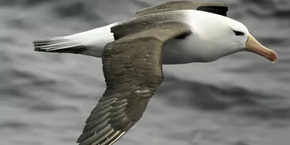 Albatross cruising the Drake Passage to Antarctica