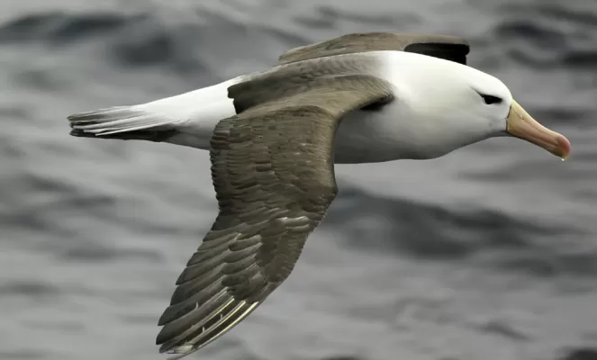 Albatross cruising the Drake Passage to Antarctica