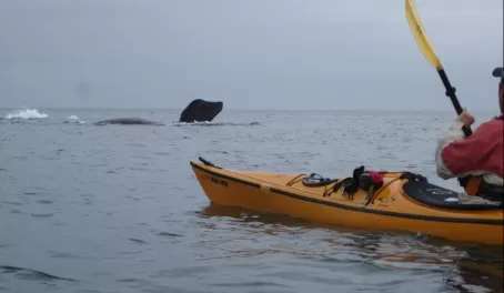 Kayaking with humpback whales