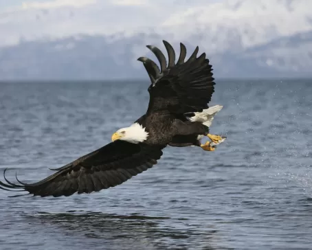 A Bald Eagle catches a fish.