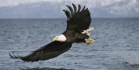 A Bald Eagle catches a fish.