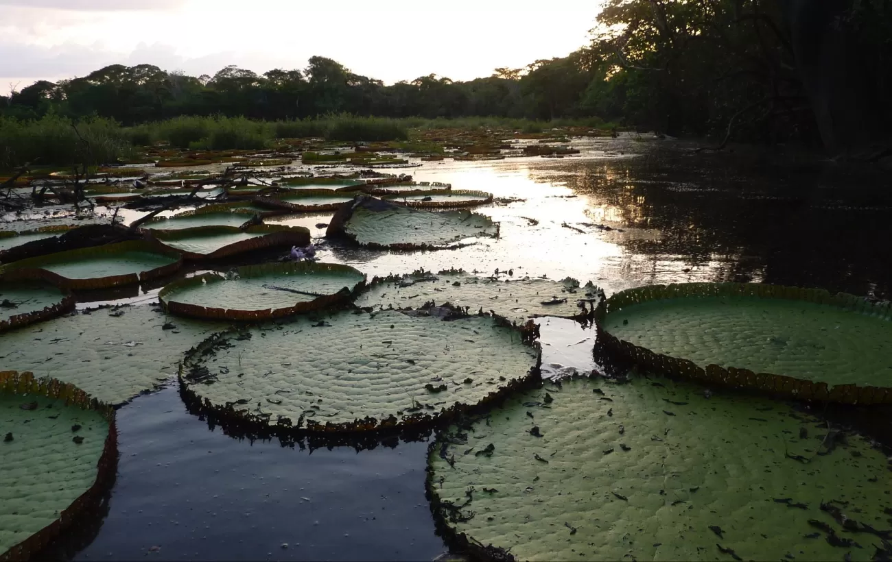 Lily pads in Guyana