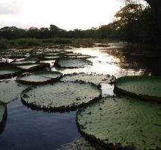 Lily pads in Guyana