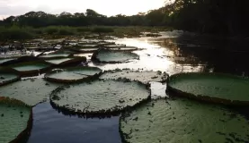 Lily pads in Guyana