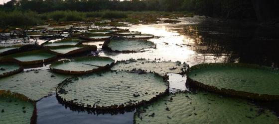 Lily pads in Guyana