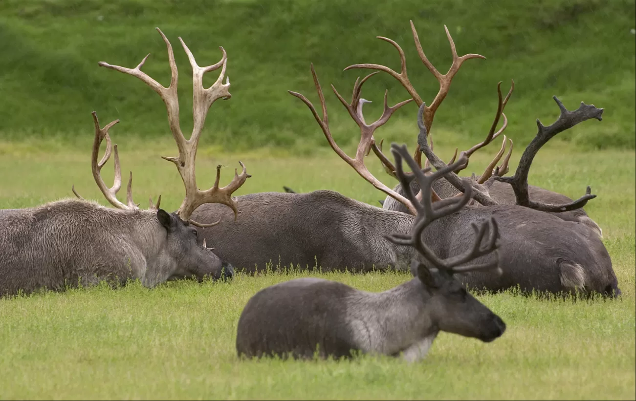 View groups of caribou as you explore the north