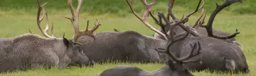 View groups of caribou as you explore the north