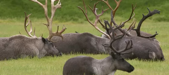 View groups of caribou as you explore the north