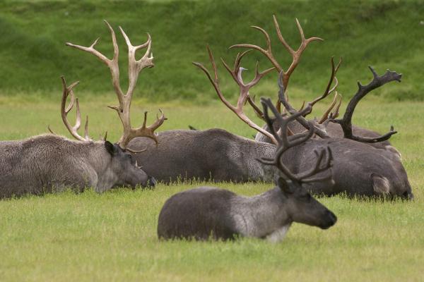 Caribou viewing on an Alaska tour Caribou viewing on an Alaska tour