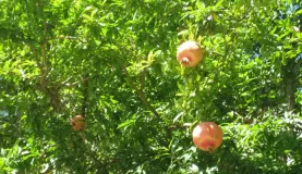 Pomegranates!  Growing right outside our hotel in Istanbul.