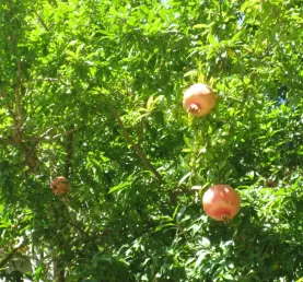 Pomegranates!  Growing right outside our hotel in Istanbul.