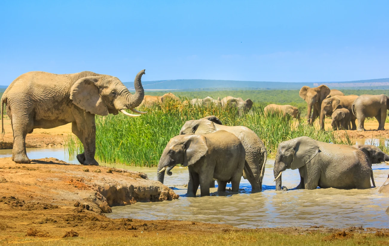 Elephants cooling down with a mud bath, Addo Elephant National Park, South Africa