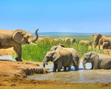 Elephants cooling down with a mud bath, Addo Elephant National Park, South Africa