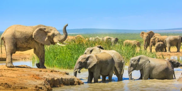 Elephants cooling down with a mud bath, Addo Elephant National Park, South Africa