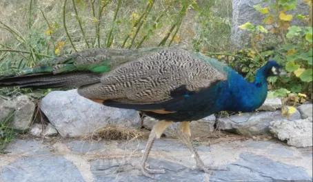 Peacock at the Bodrum Castle
