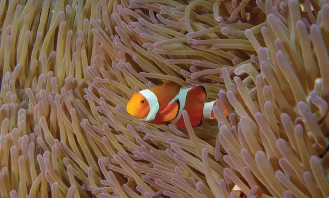 Clownfish spotted on snorkeling trip