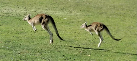 Kangaroos on a tour of the Australian countryside