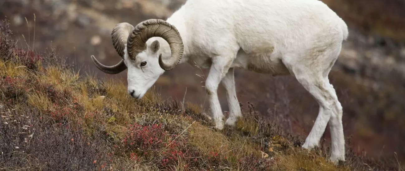 Alaska travel and dall sheep grazing on Alaska hillside