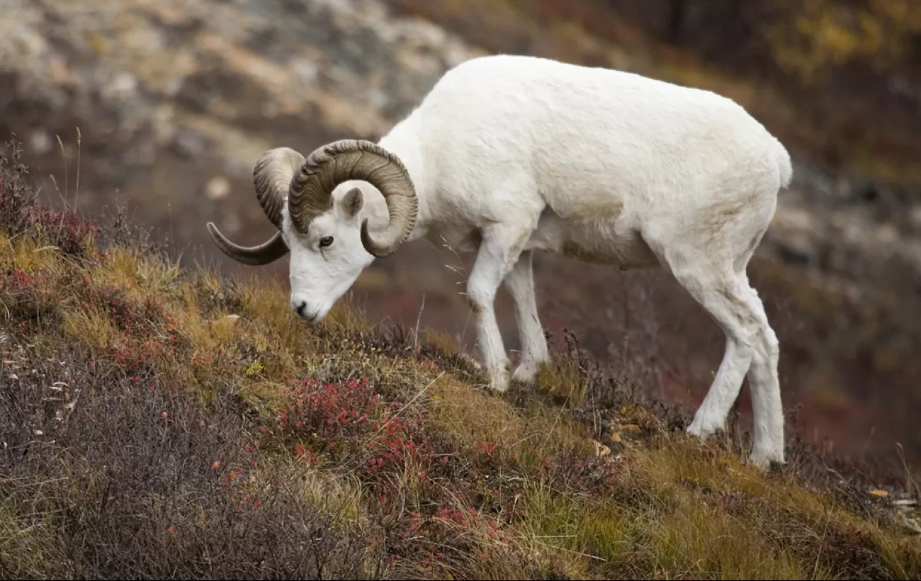 Alaska travel and dall sheep grazing on Alaska hillside