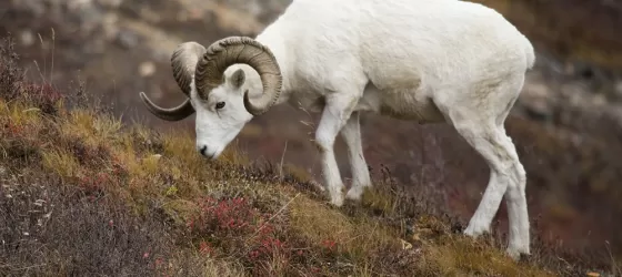 Alaska travel and dall sheep grazing on Alaska hillside
