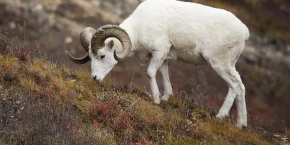 Alaska travel and dall sheep grazing on Alaska hillside
