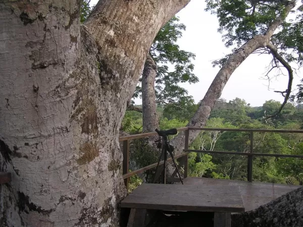 canopy platform, kapok tree,Manu