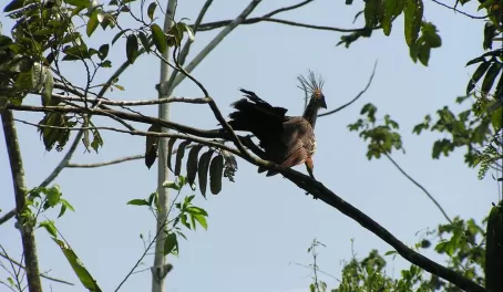 Hoatzin bird, Manu