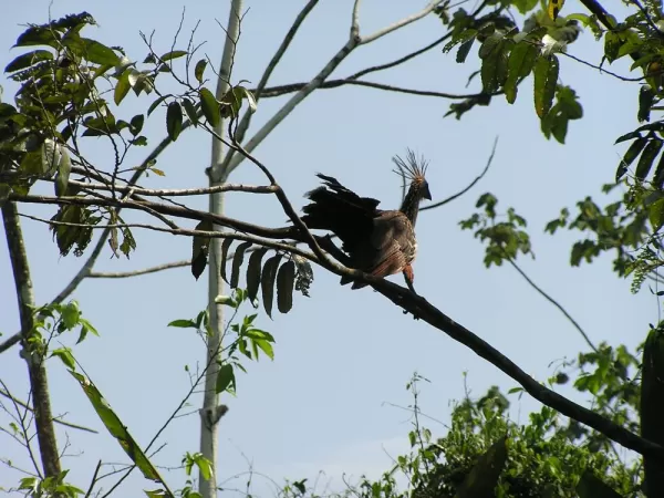 Hoatzin bird, Manu