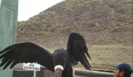 Condor at Wildlife Rescue Ctr