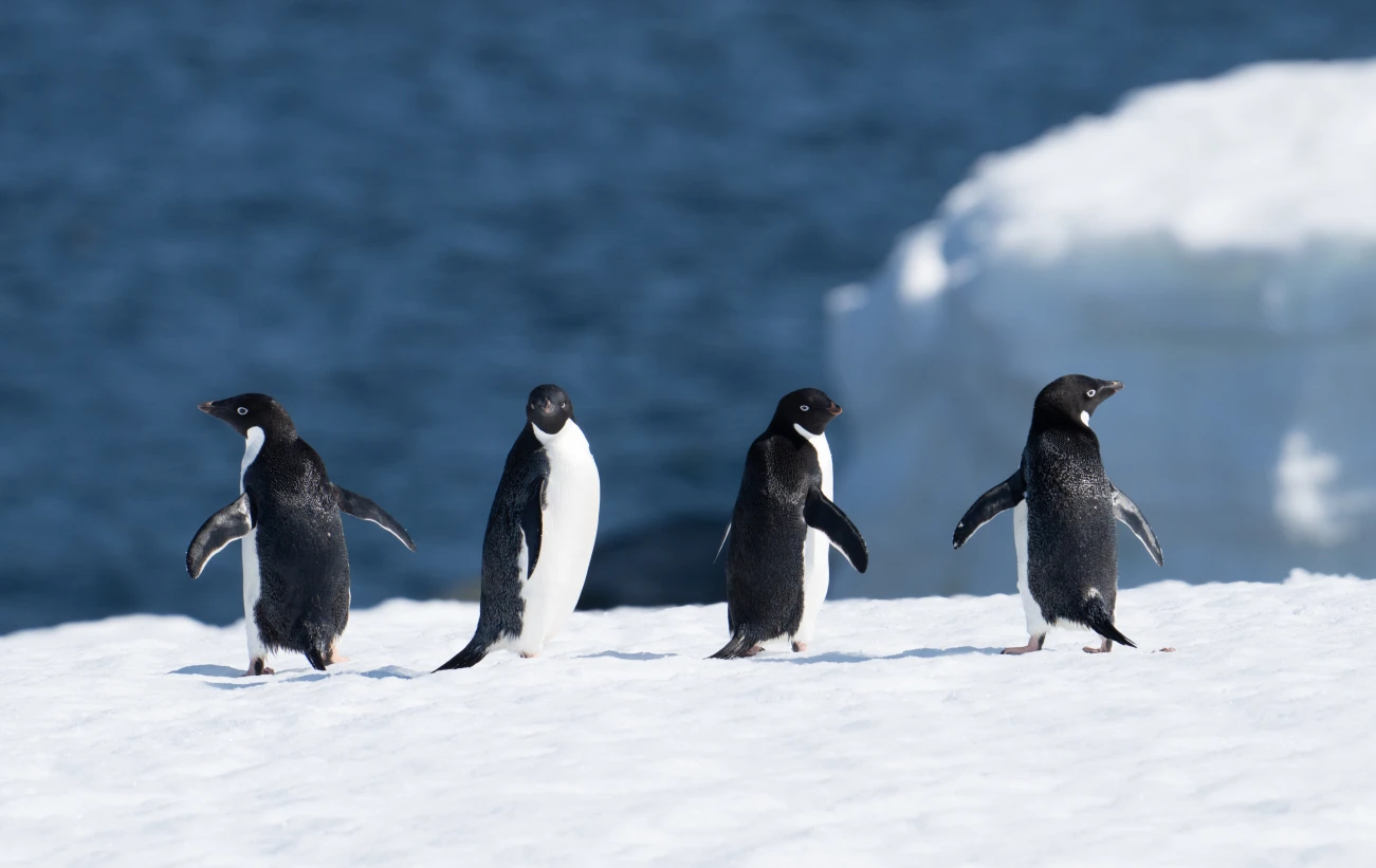 Adelie penguins, Antarctica