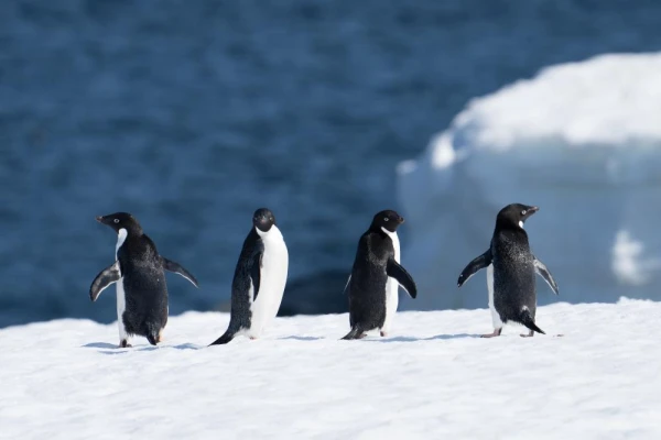 Adelie penguins, Antarctica